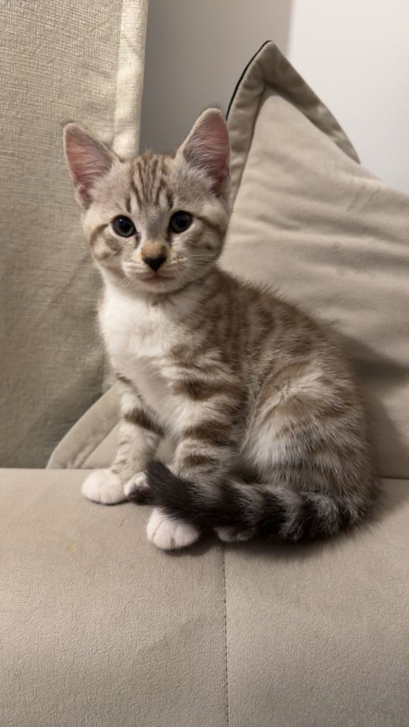 Stunning Kitten 8 week old