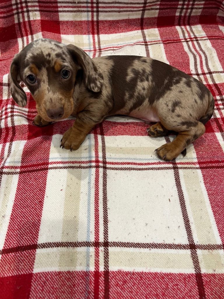 Miniature dachshunds for sale