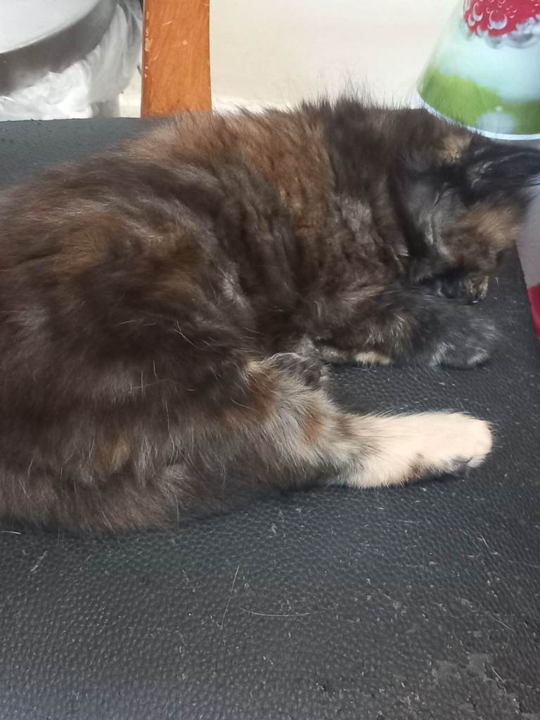 One Maine Coon, boy  kitten for sale