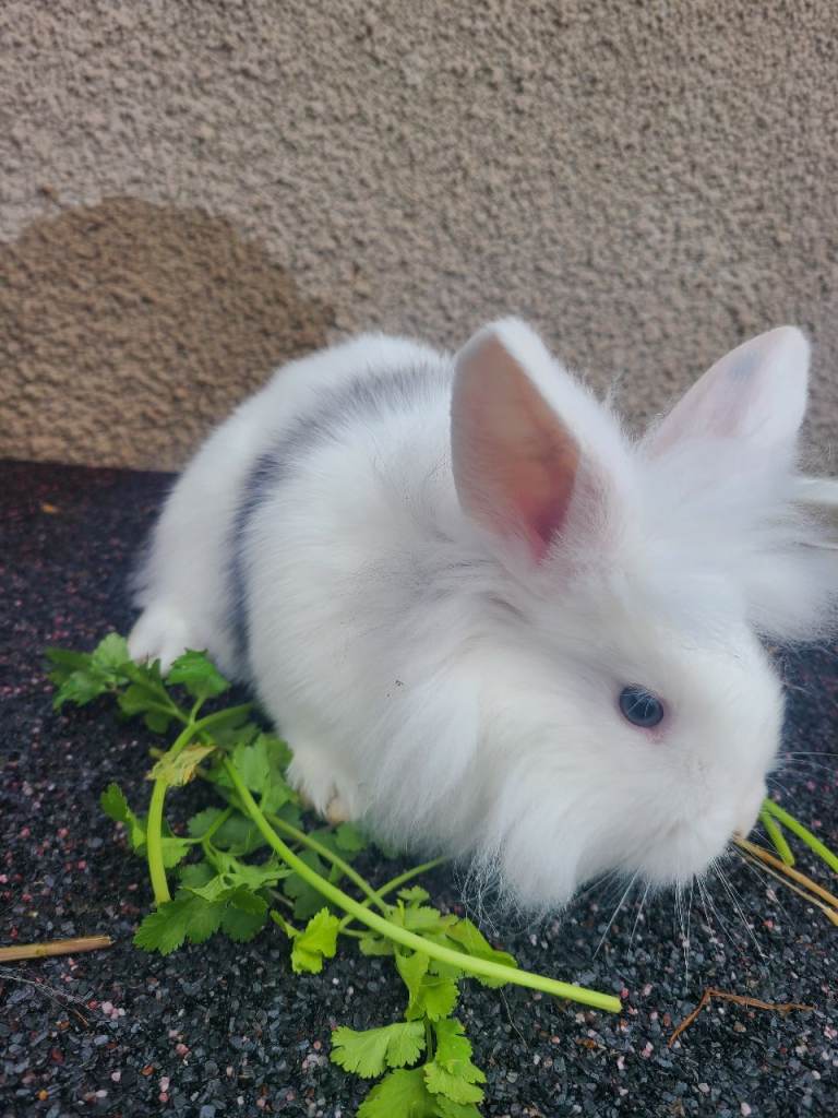 Baby lop rabbits ready now 