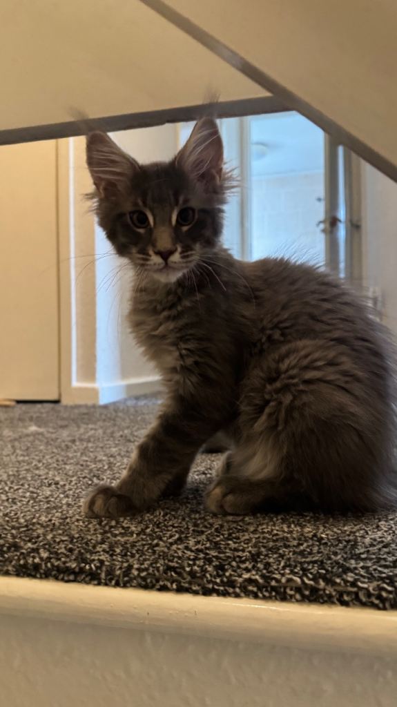 maine coon kitten 