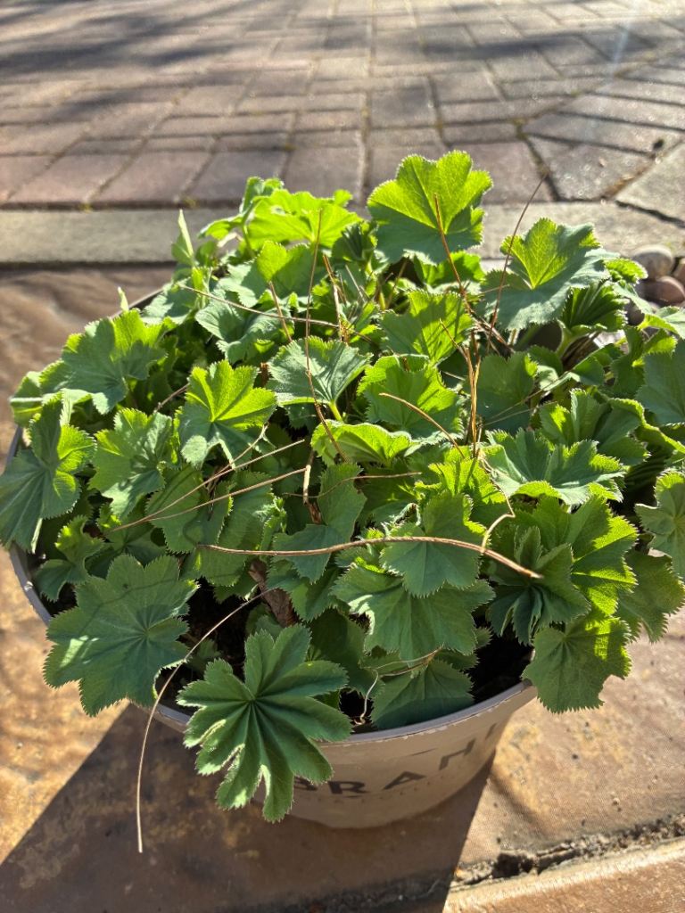 Large hardy perennial plant, Lady’s Mantle for garden patio