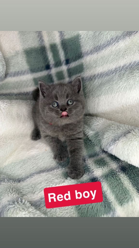 Beautiful British shorthairs