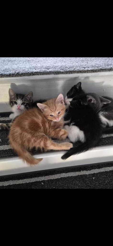 kittens for sale