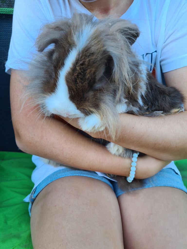 Mini lop x lion head