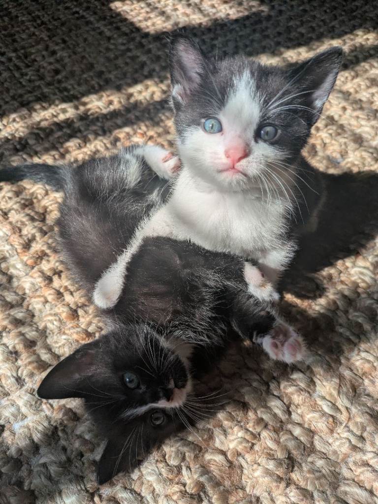 Kittens 