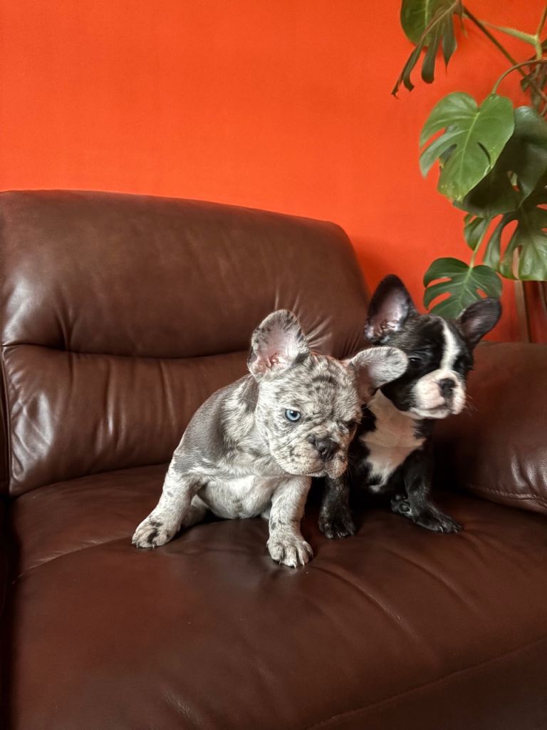 Beautiful Blue Eyed French Bulldog Puppies 
