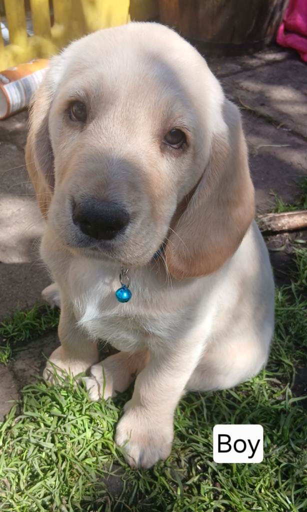 Gorgeous Cockapoo x Golen Retriever x puppies