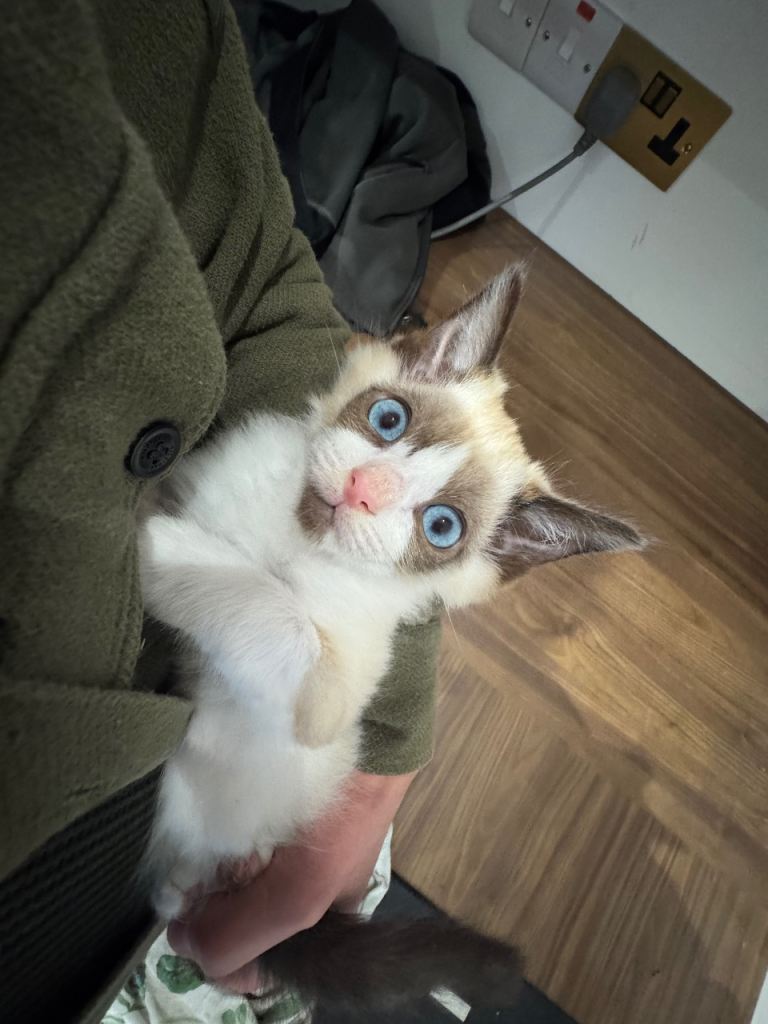 Gorgeous Purebred Ragdoll Male Kitten