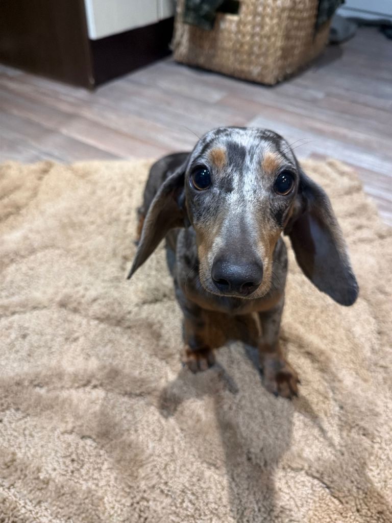 Dachshund