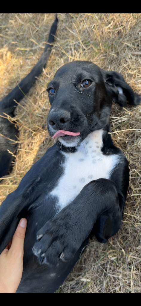 Irish setter x cocker spaniel puppies READY TO LEAVE- FULLY VACCINATED 