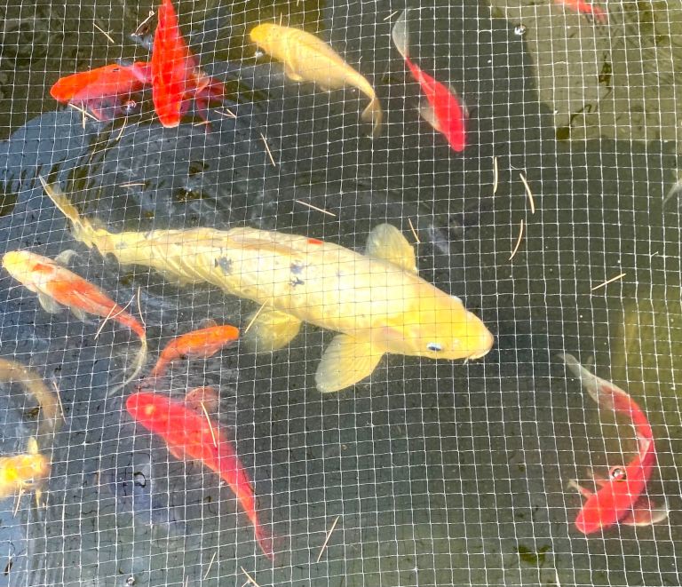 Koi Carp