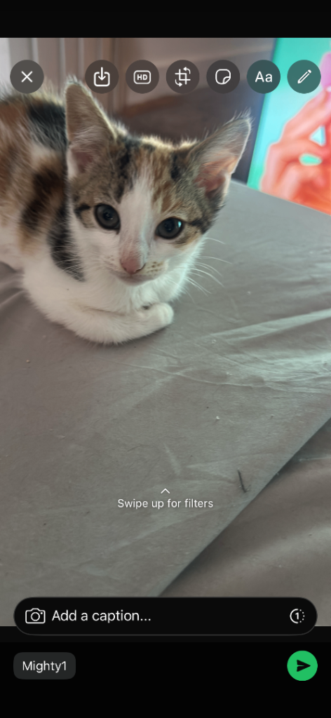 KITTENs FOR SALE 