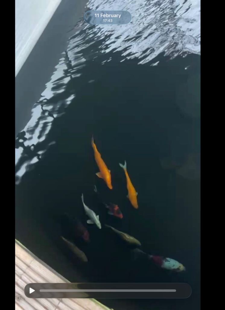 Koi Carp for sale 