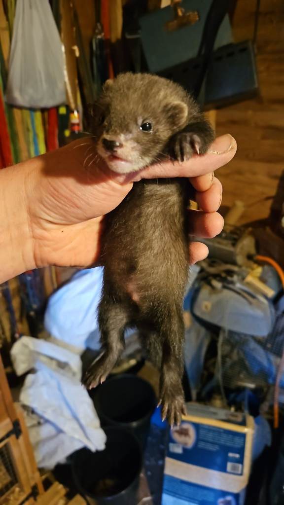 FULL EU POLECATS 
