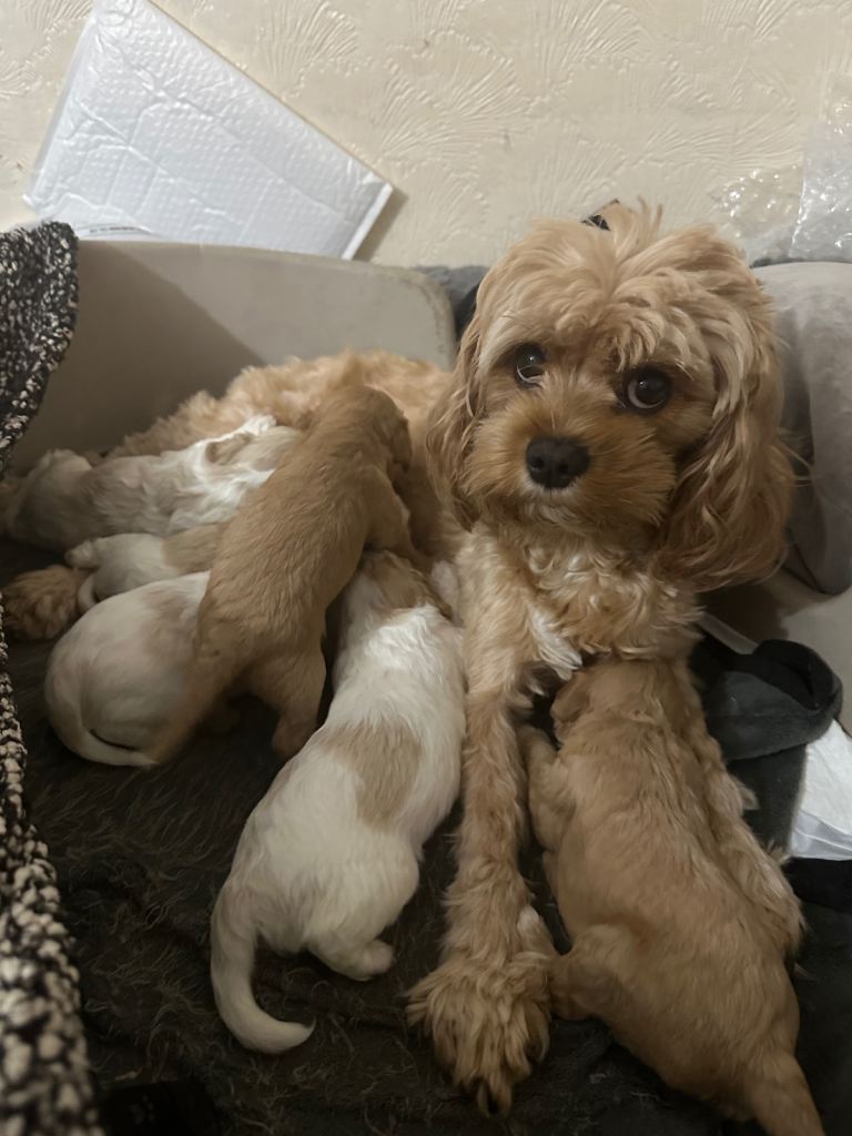 Six Cavapoo F2 puppies( dob23.10.2025), London