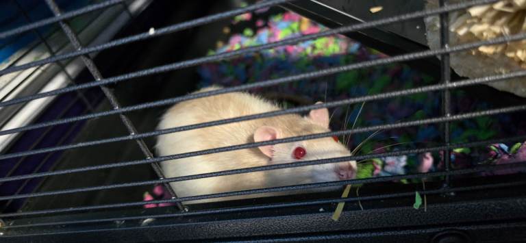 2 male rats (edited)