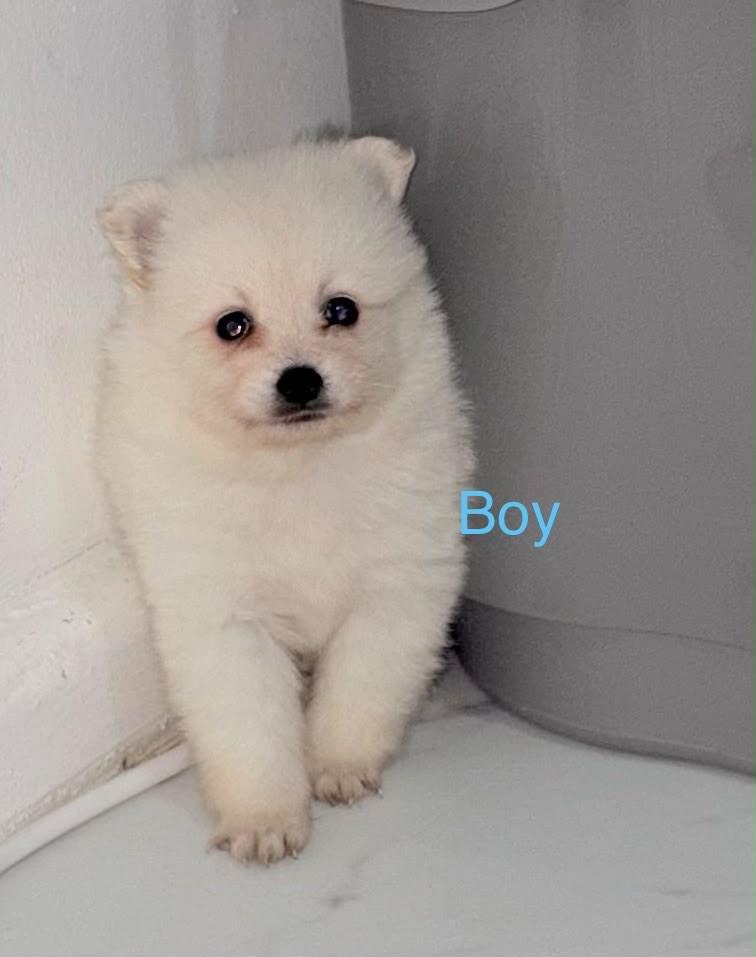 Japanese spitz