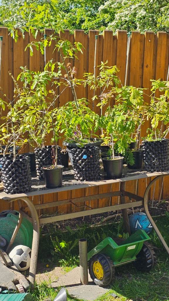 Oak Trees potted established.