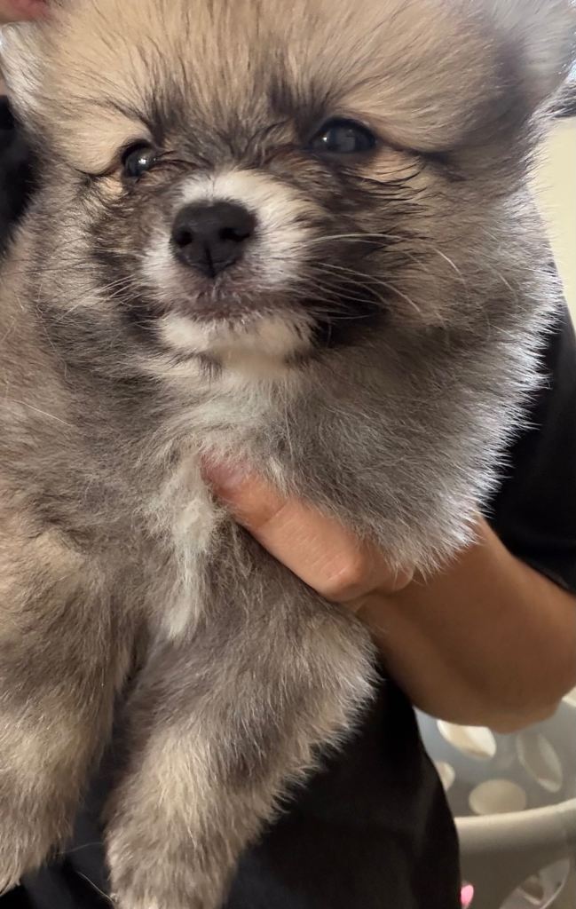 Mixed litter of Fluffy Pom Puppies REDUCED TO £1000 each 