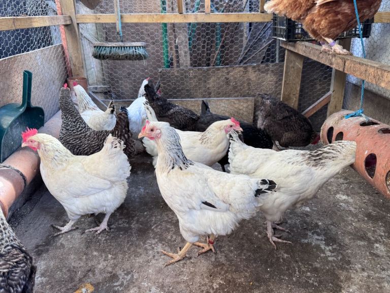 Chickens for sale