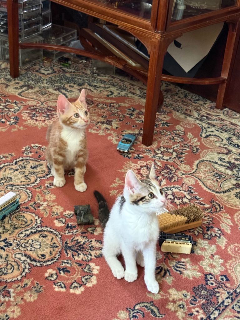 Kittens