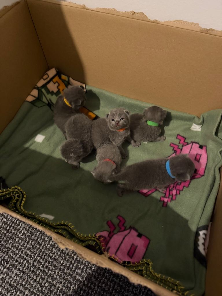 British blue shorthair 