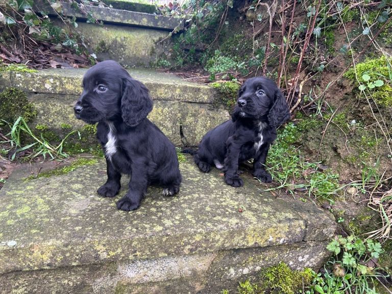 Cocker spaniel puppies