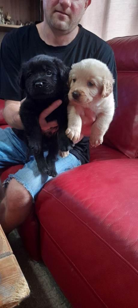 6 Weeks old Chow chow and cocker spaniel 