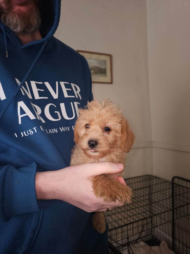 Miniature labradoodle puppies 