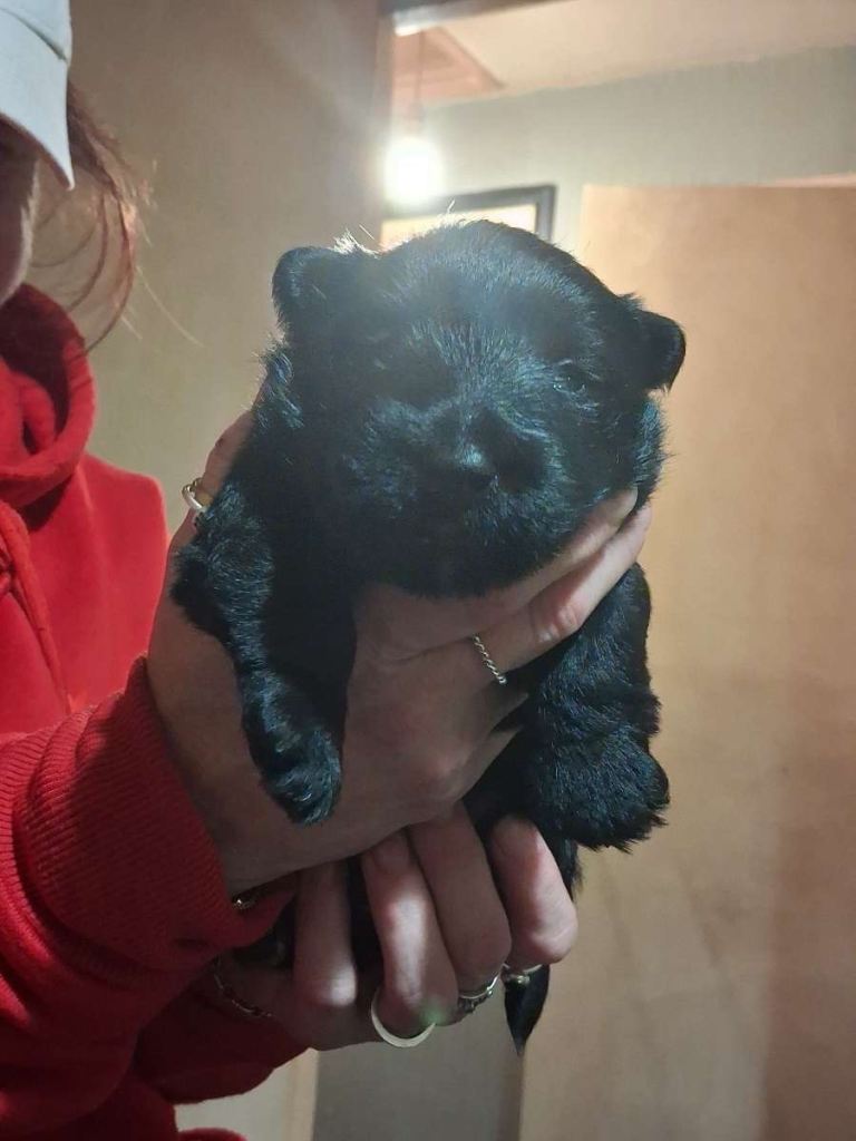 Scottish terrier FULL PEDIGREE WITH PAPERS 