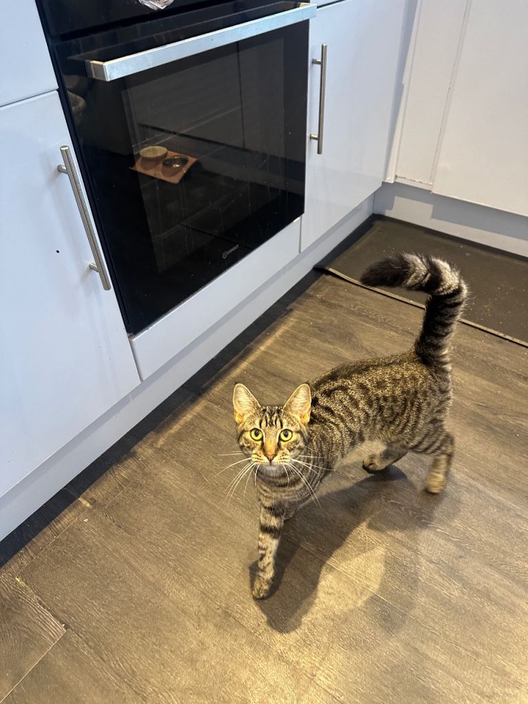 Beautiful Tabby Cat Looking for a New Home