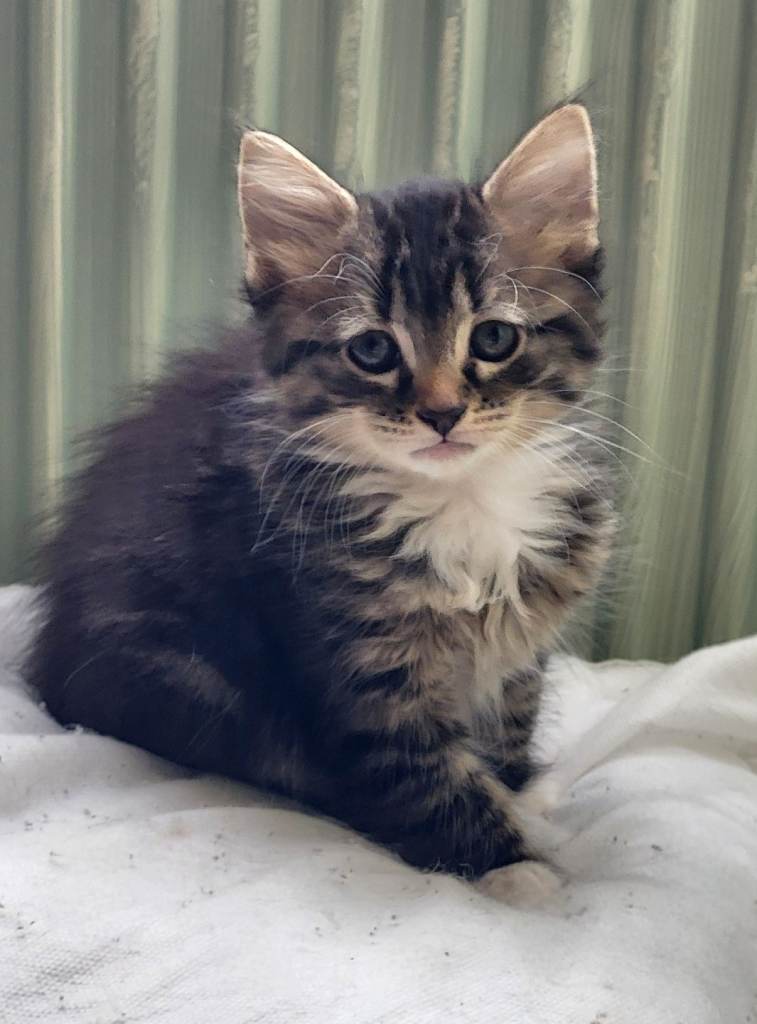 Chocolate box kittens
