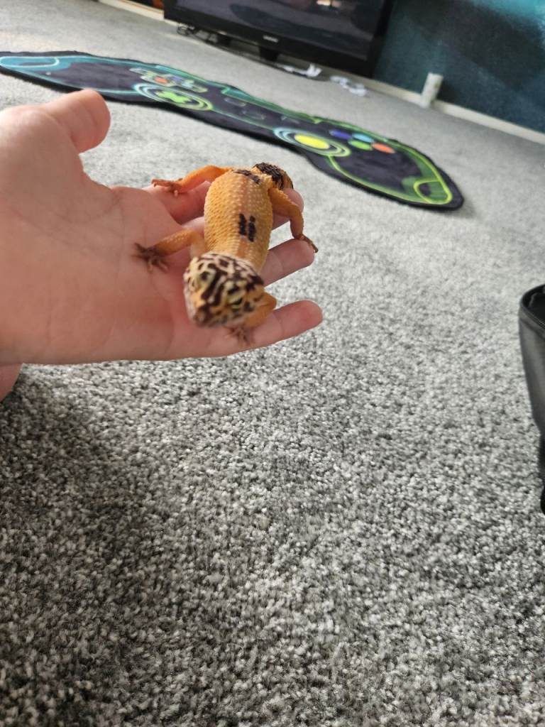 Vivaruim tank /leopard gecko