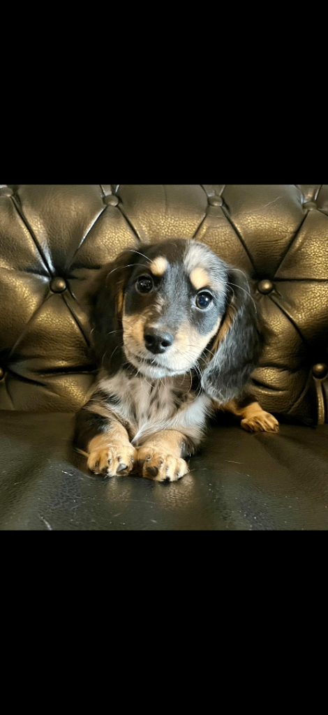 Miniature docker pup