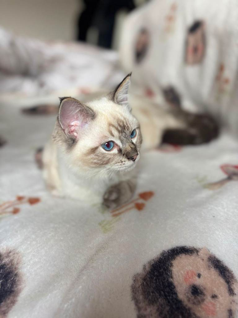 Ragdoll boy 