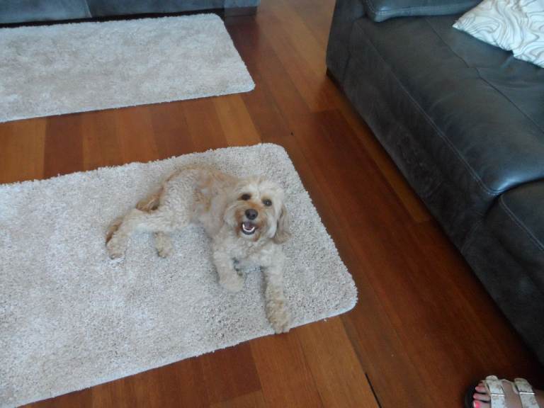 18 months old female cavapoo