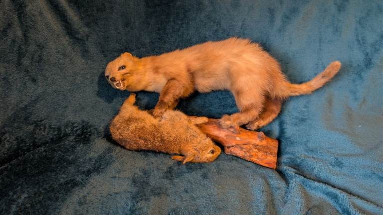 Vintage Taxidermy wall mount pine marten and rabbit 