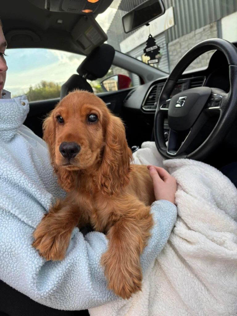Cocker spaniel for sale 