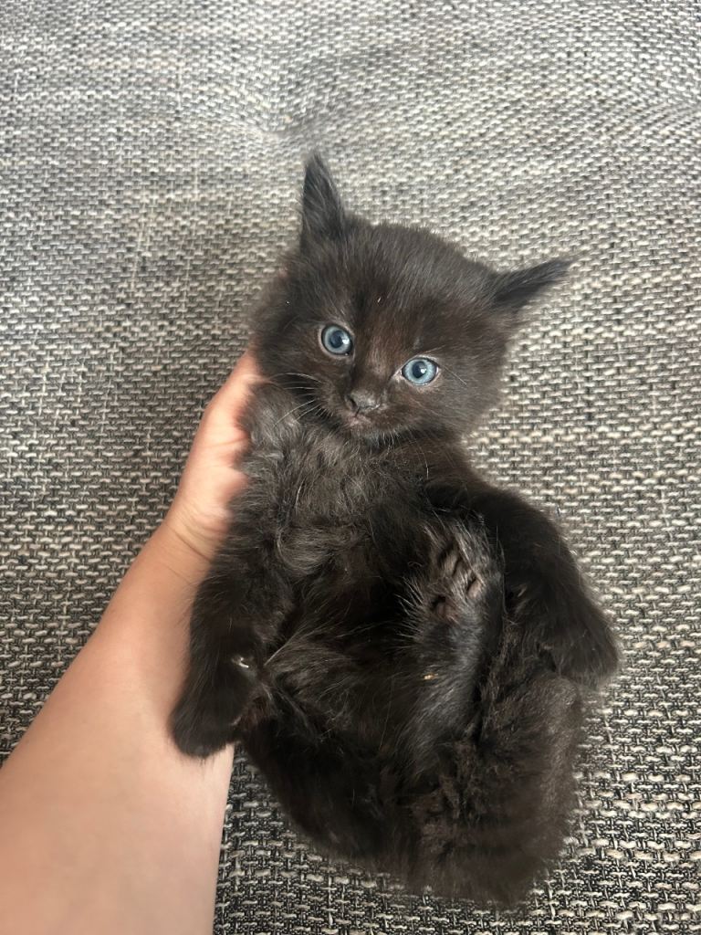 Ragdoll mix kittens for sale 