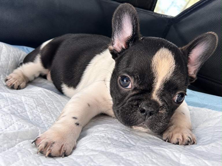 French Bulldog 2 month old 