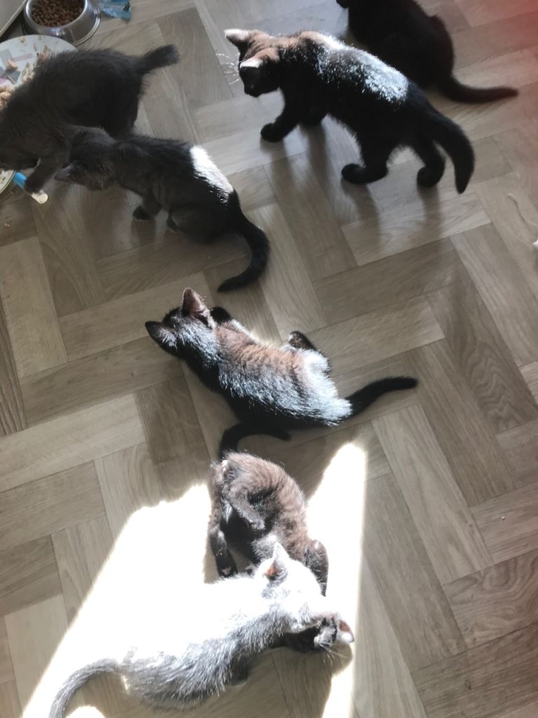 Kittens for sale
