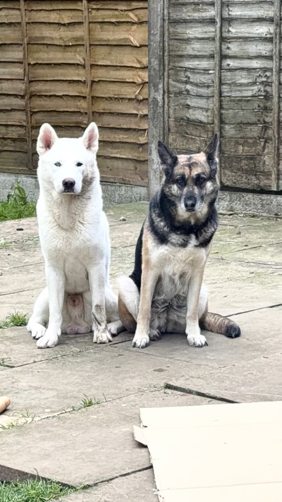 Unique colour Husky x German shepherd. 