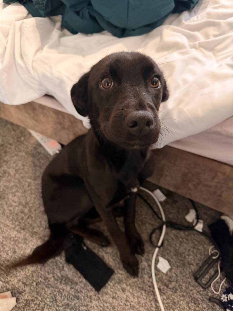 Labrador x Lurcher 