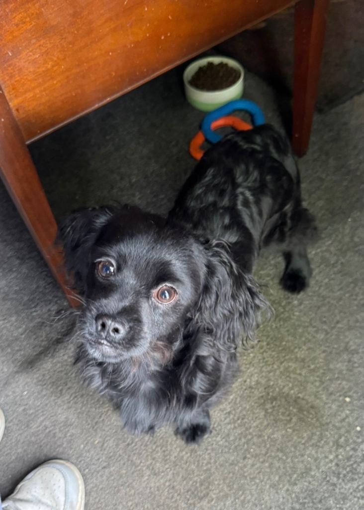 Pomeranian x Shitzu 8month old puppy.