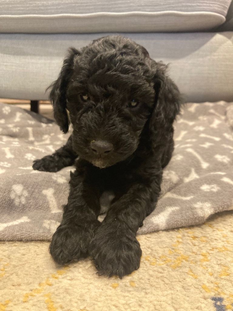 Miniature F1B Goldendoodle puppies