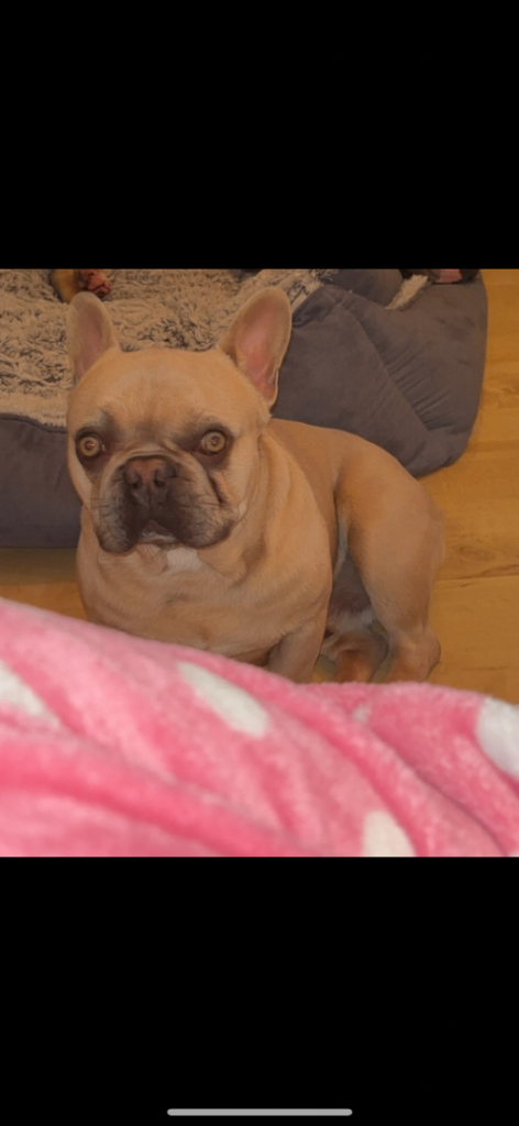 French Bulldog Male 2 years old 