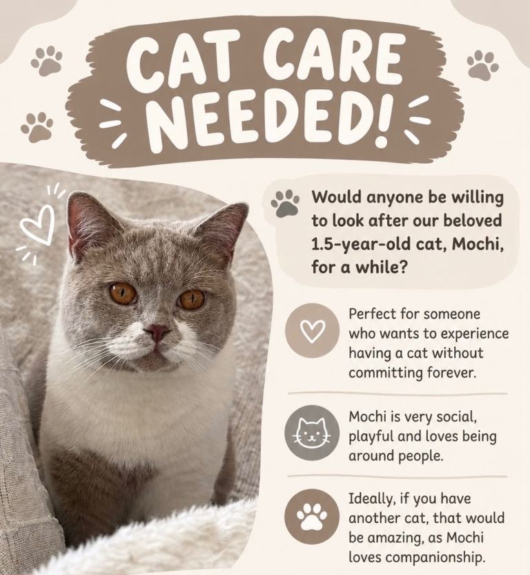 Cat Care Giving