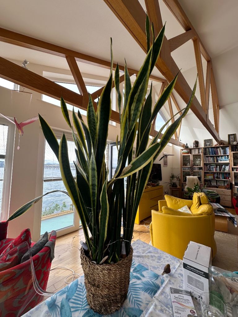 Snake Plant 120cm