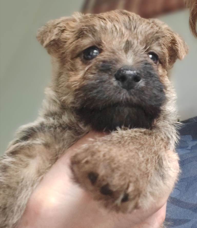 Cairn terrier puppies 
